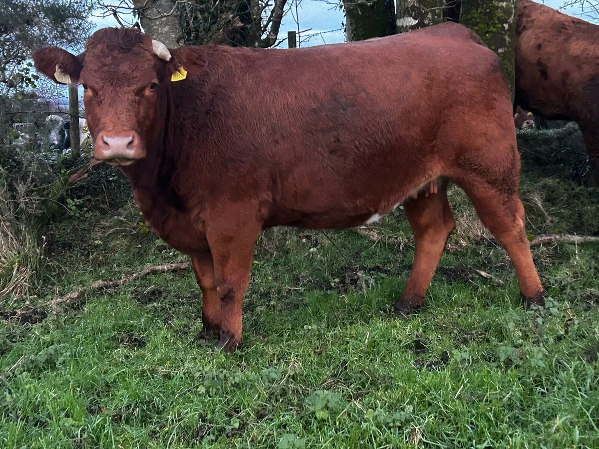 In-Calf Heifer - Image 1