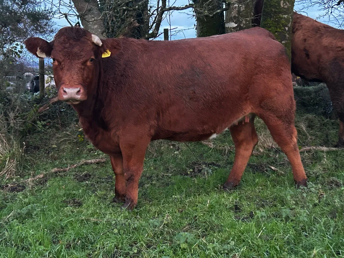 In-Calf Heifer - Image 2