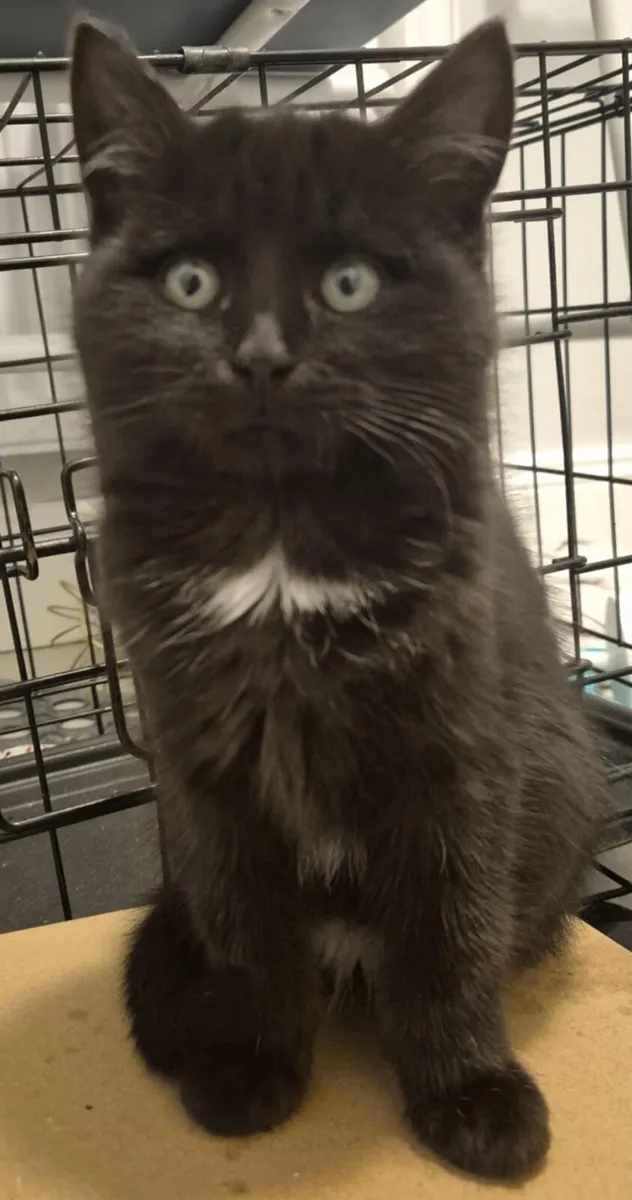 Catstrust adoption and protection. Rescued . - Image 4