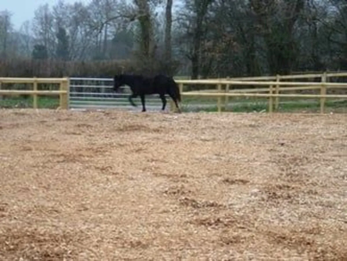 Animal bedding (soft wood) - Image 2