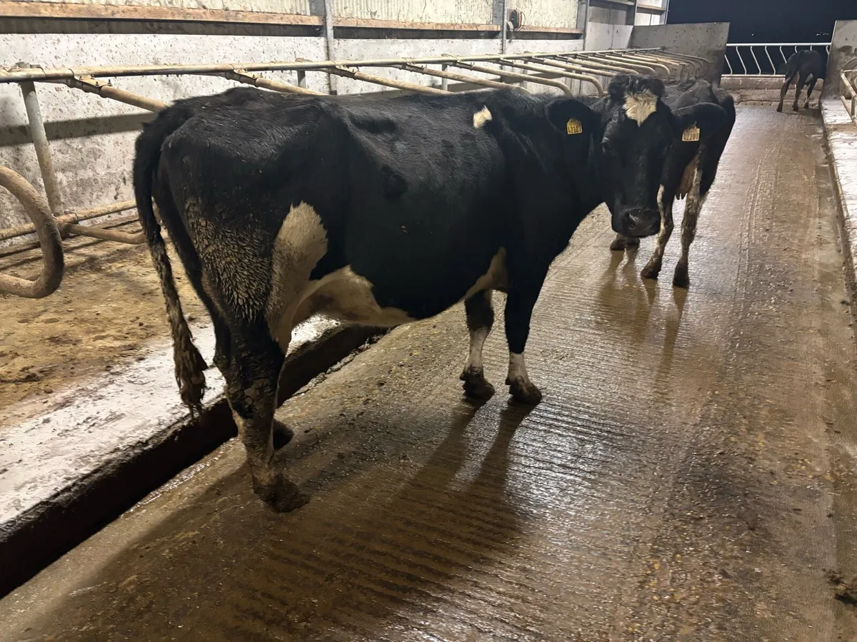 2 empty cows - Image 1