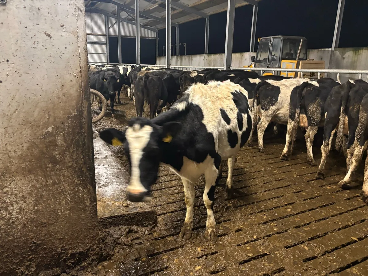 2 empty cows - Image 2