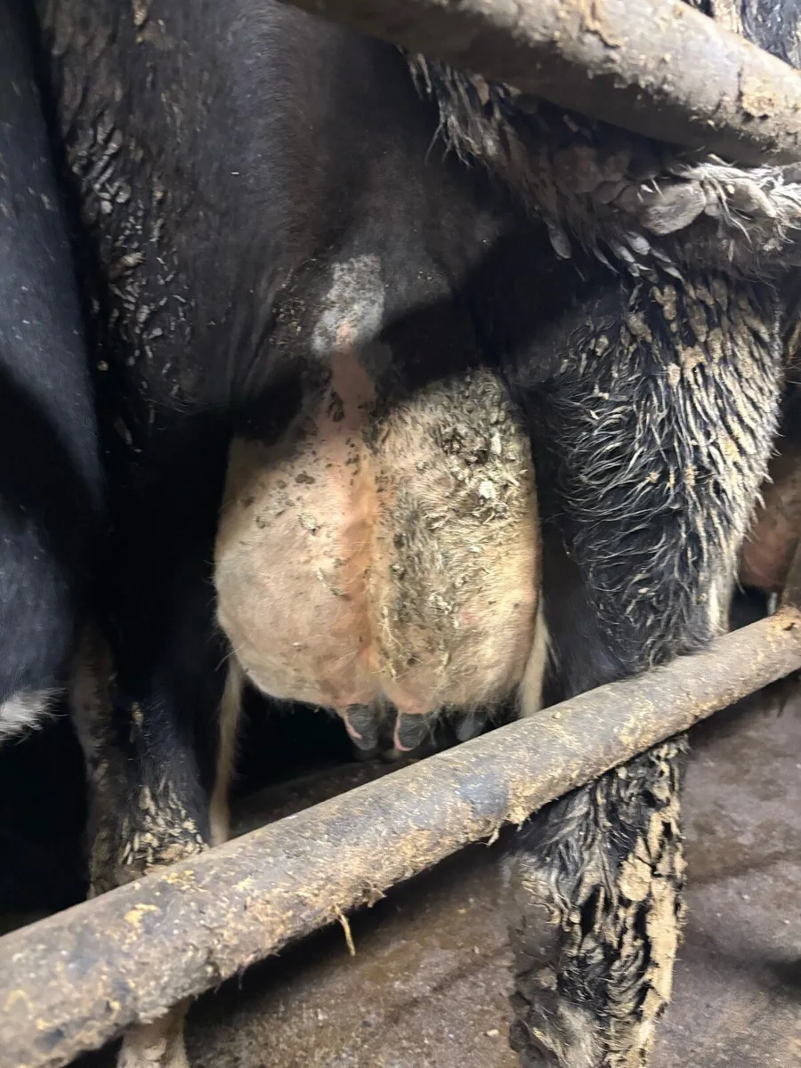 2 empty cows - Image 3