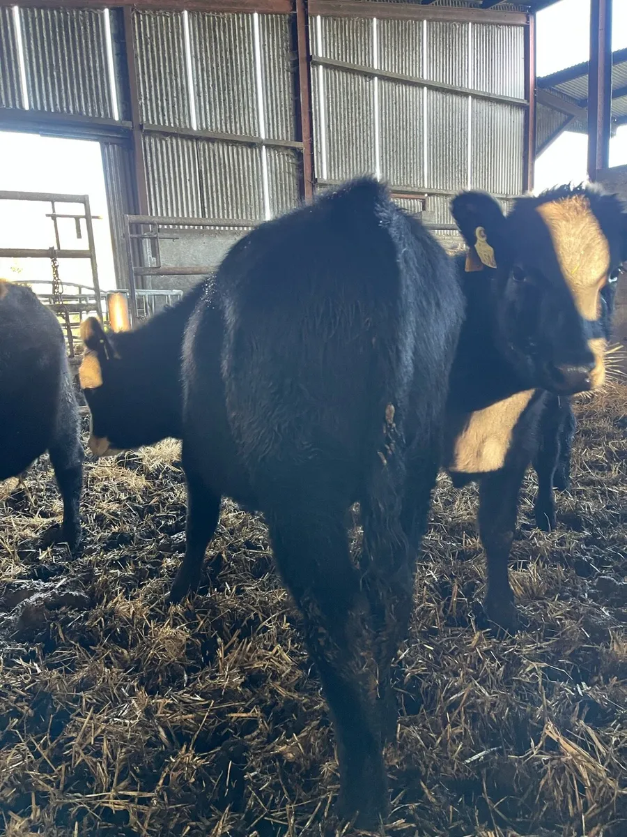 Well reared Bull Weanlings - Image 1