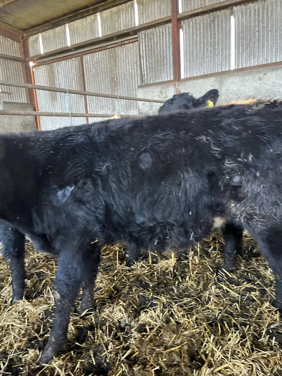 Well reared Bull Weanlings - Image 2