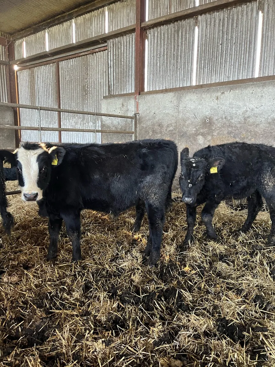 Well reared Bull Weanlings - Image 3