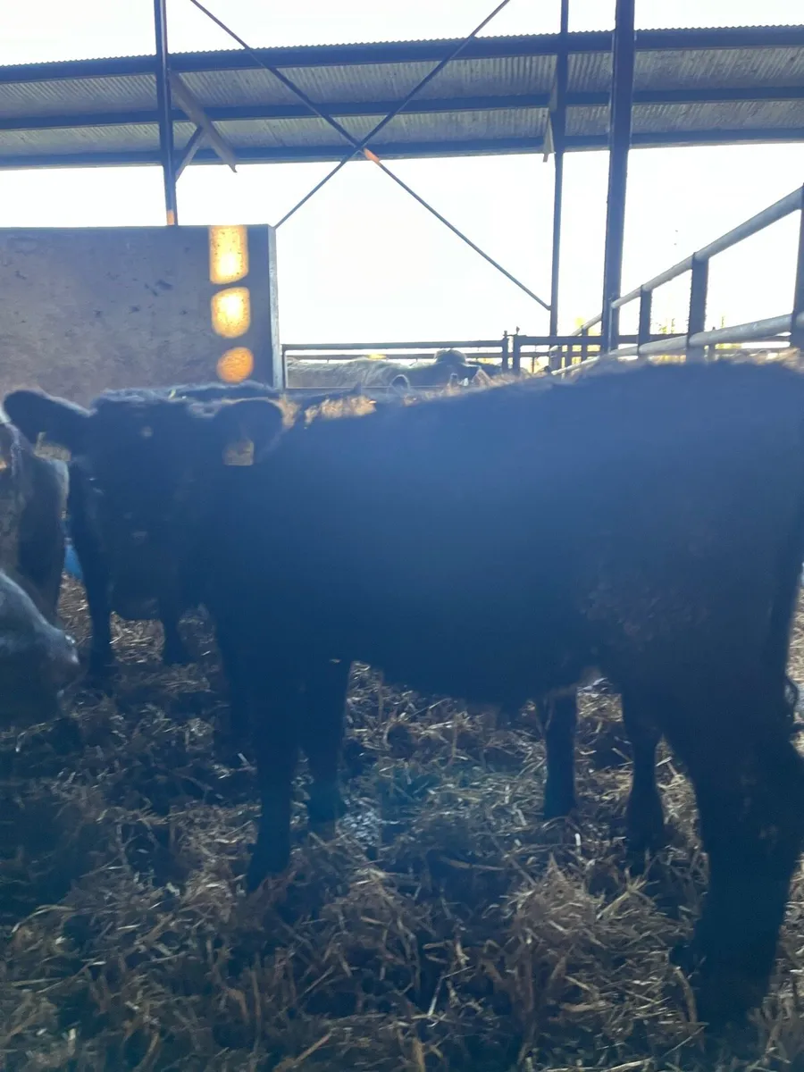 Well reared Bull Weanlings - Image 4