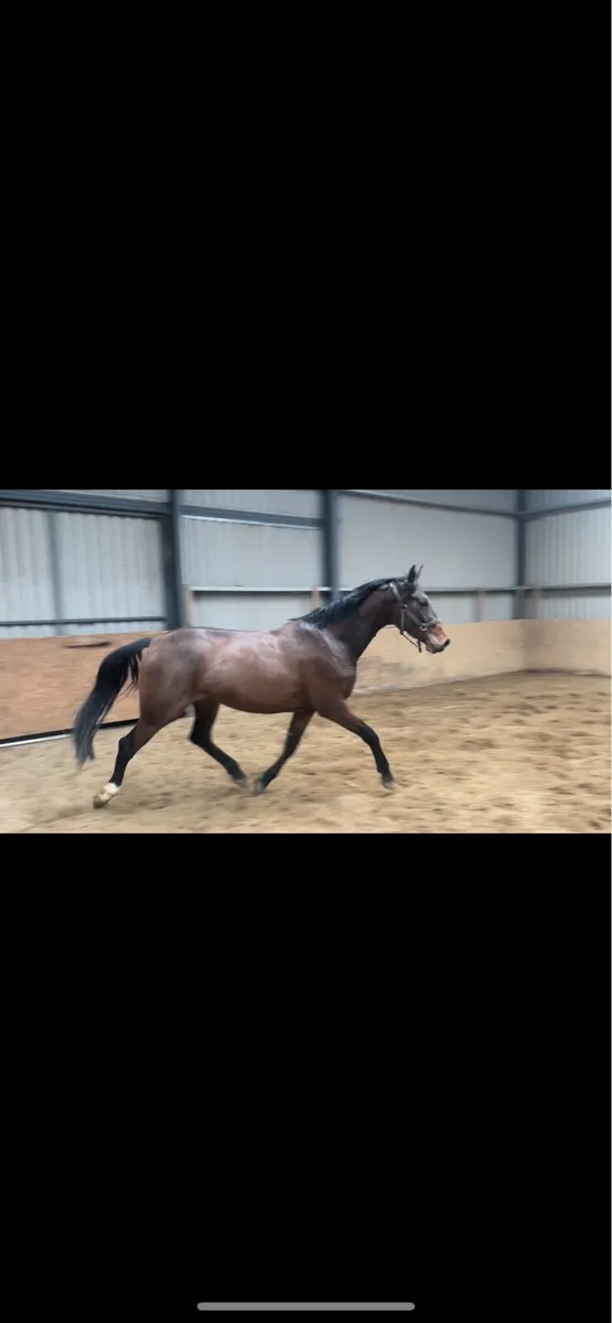 2022 Castlefield Kingston Filly - Image 1