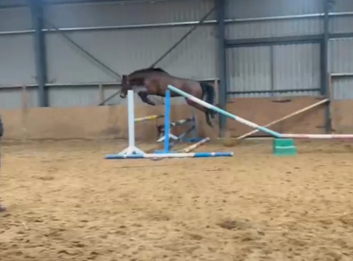 2022 Castlefield Kingston Filly - Image 2