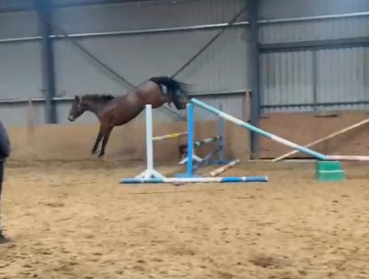 2022 Castlefield Kingston Filly - Image 3