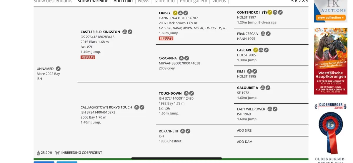 2022 Castlefield Kingston Filly - Image 4