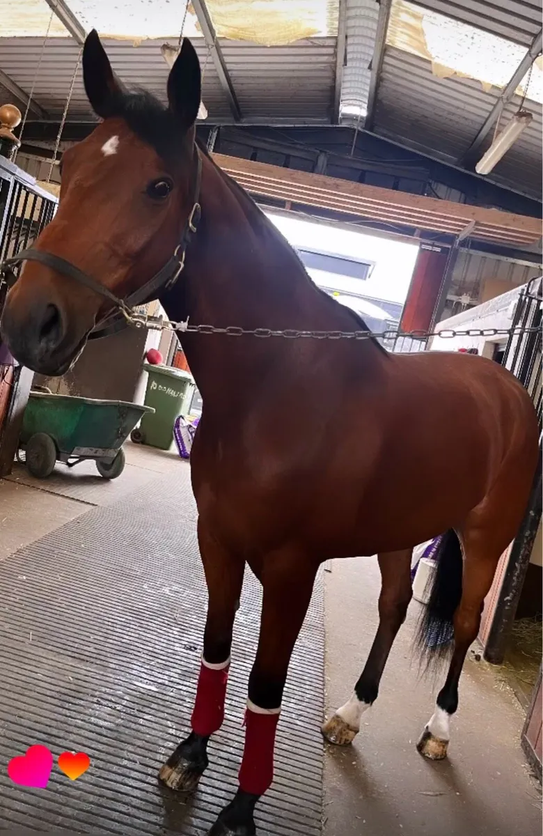 French trotter project - Image 1