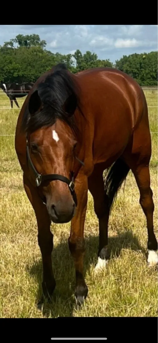 French trotter project - Image 2