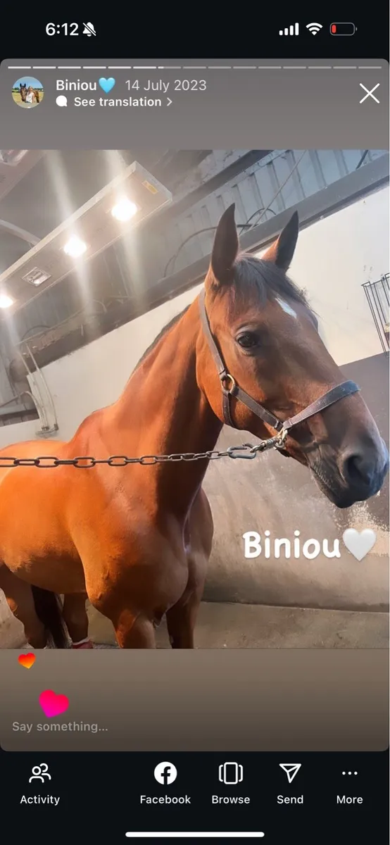 French trotter project - Image 3