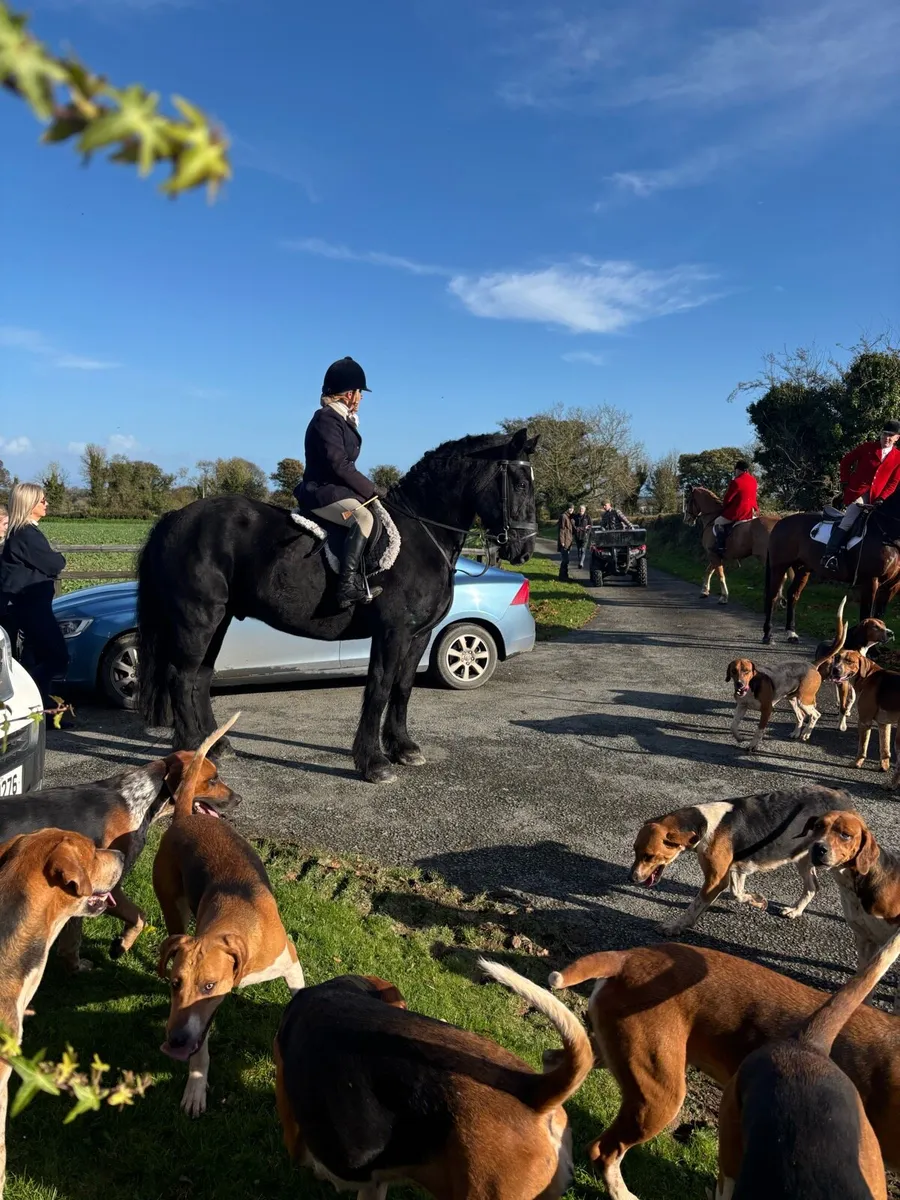 16h / 10 years young ultimate Allrounder - Image 3