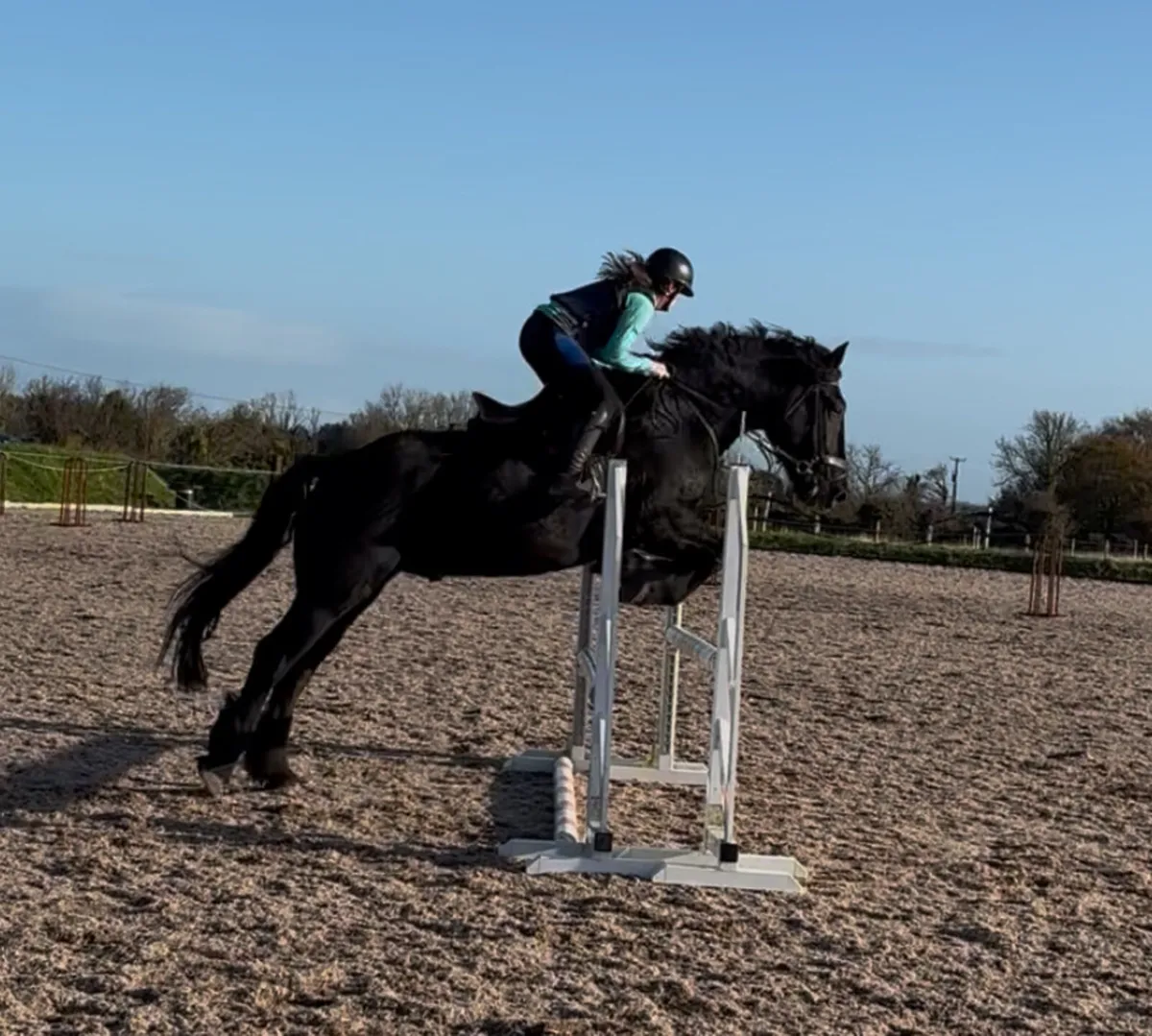 16h / 10 years young ultimate Allrounder - Image 4