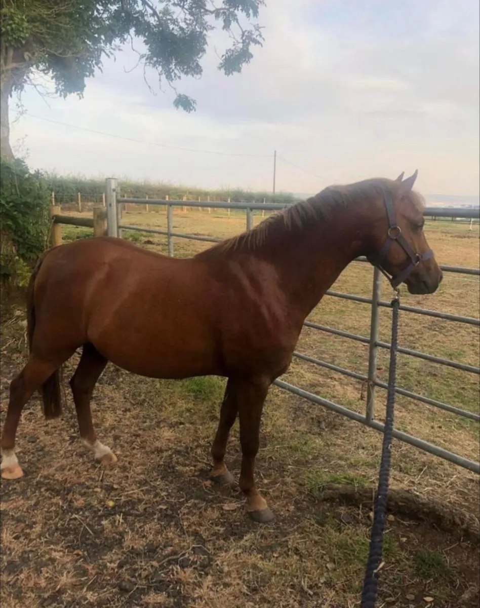 Show pony/ lead rein - Image 1