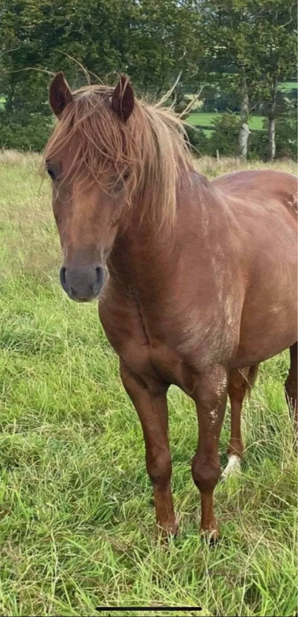 Show pony/ lead rein - Image 2