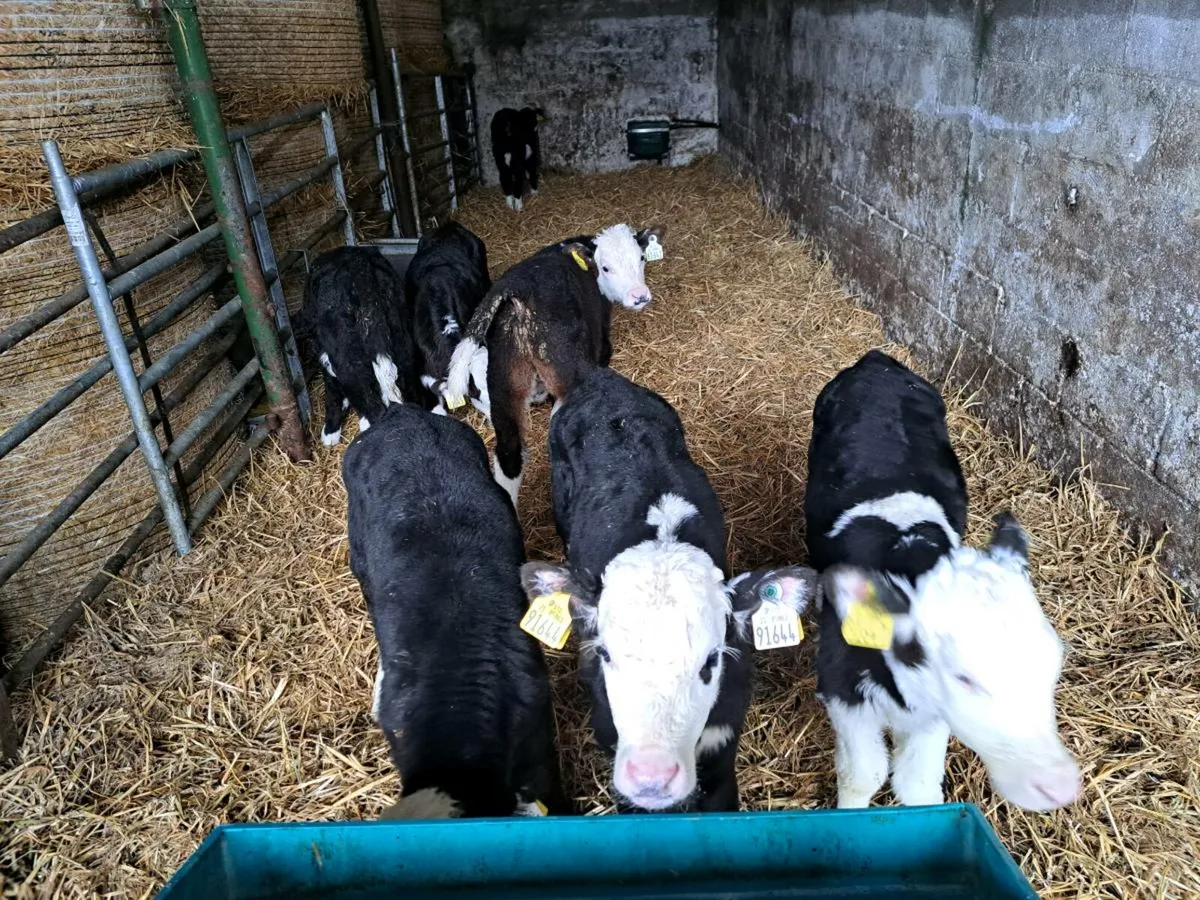Hereford calves - Image 1