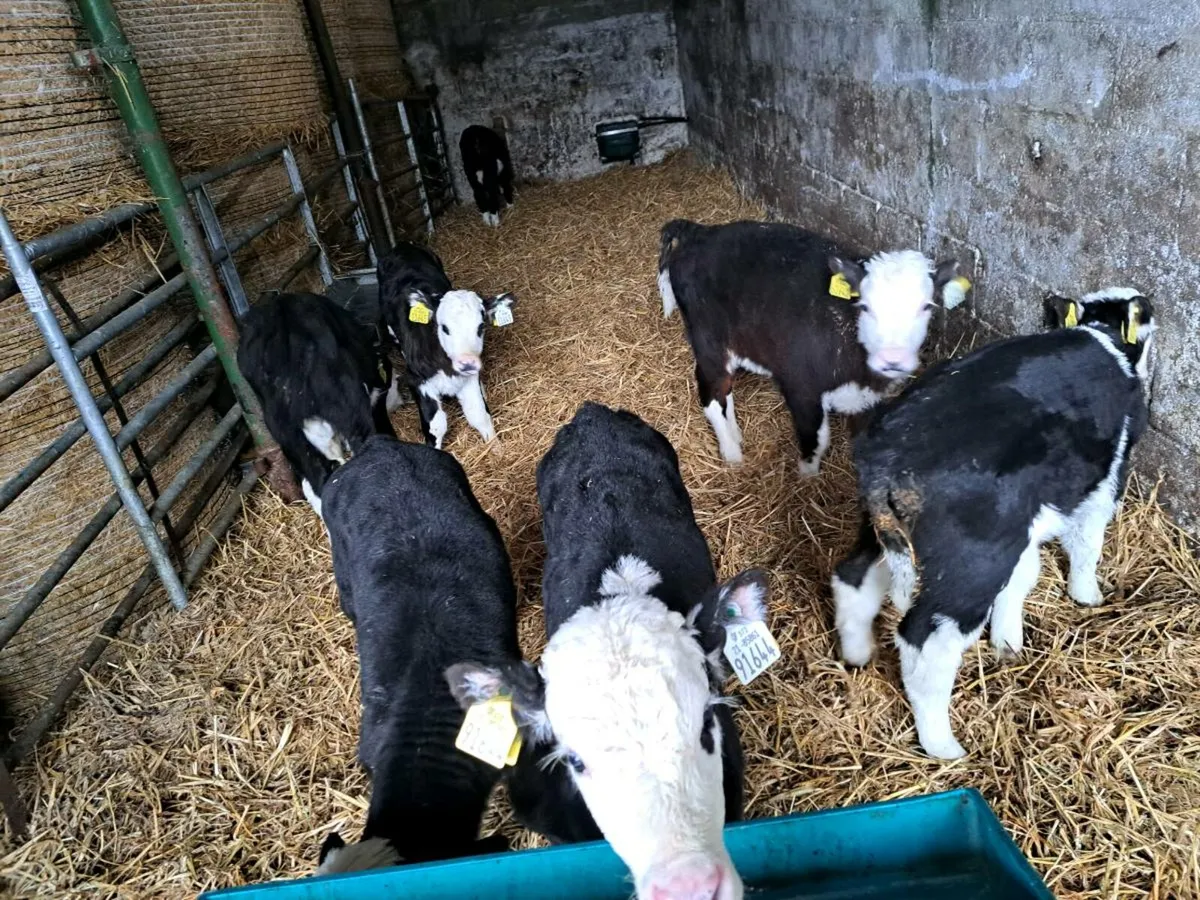 Hereford calves - Image 2