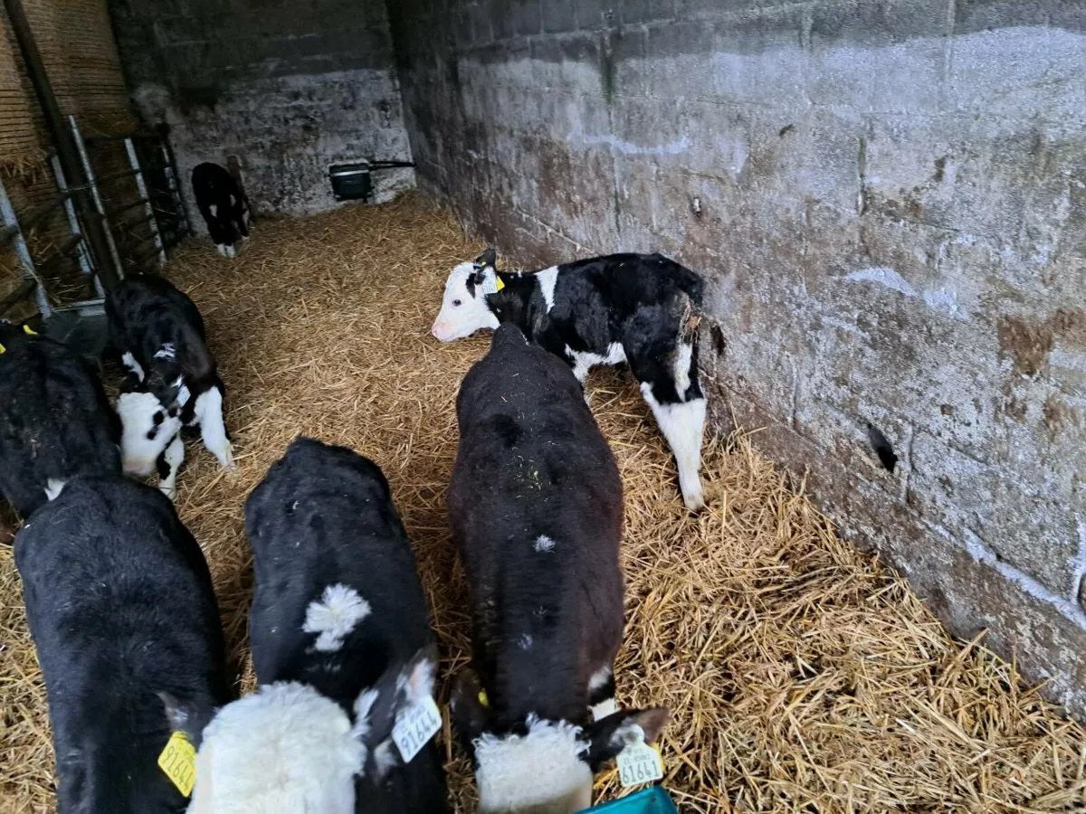 Hereford calves - Image 3