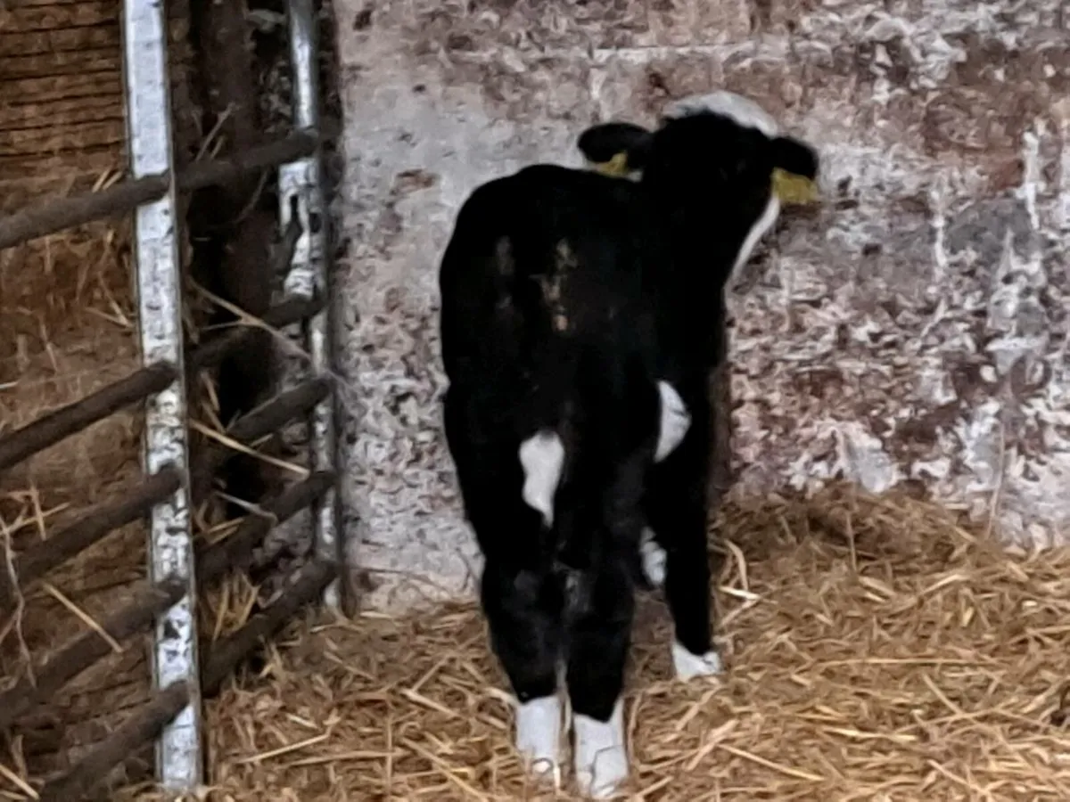 Hereford calves - Image 4