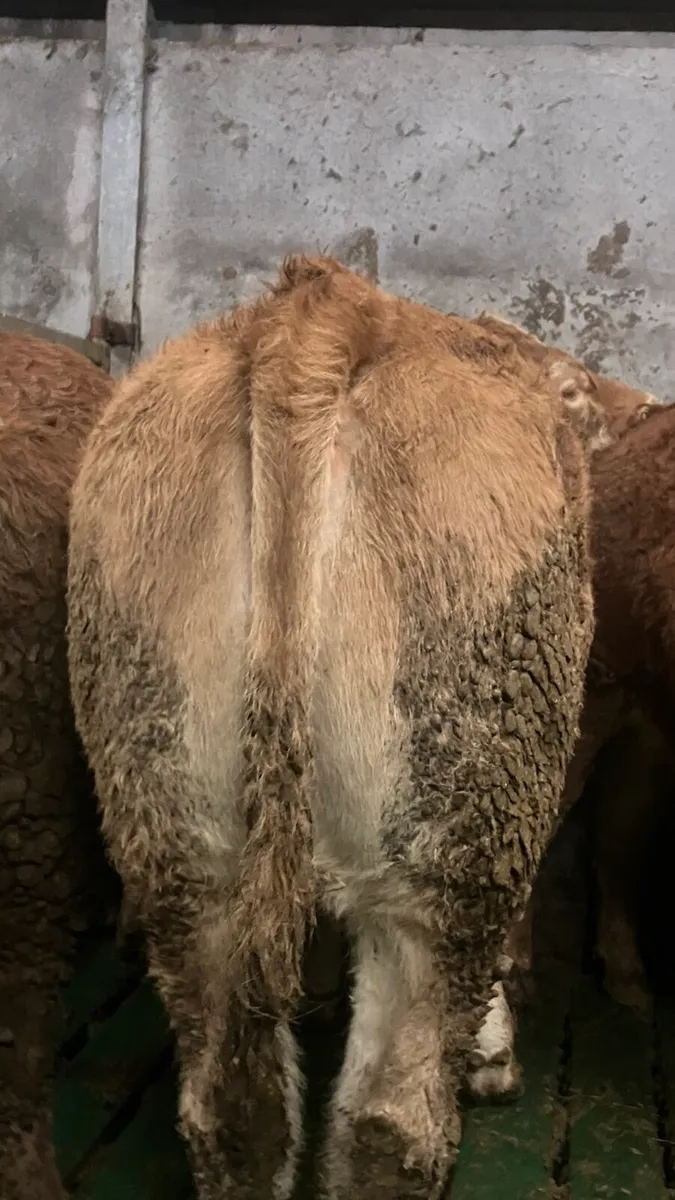 2  super breeding heifers - Image 4