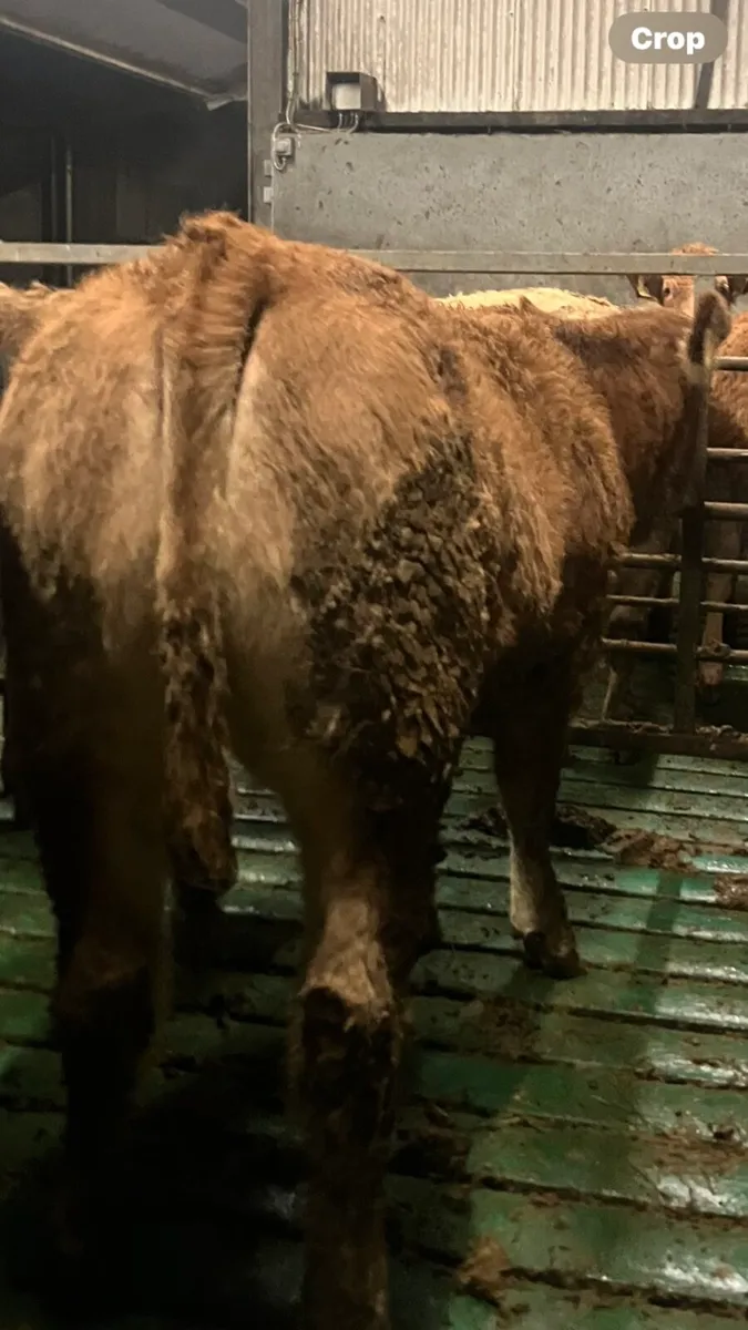 2  super breeding heifers - Image 1