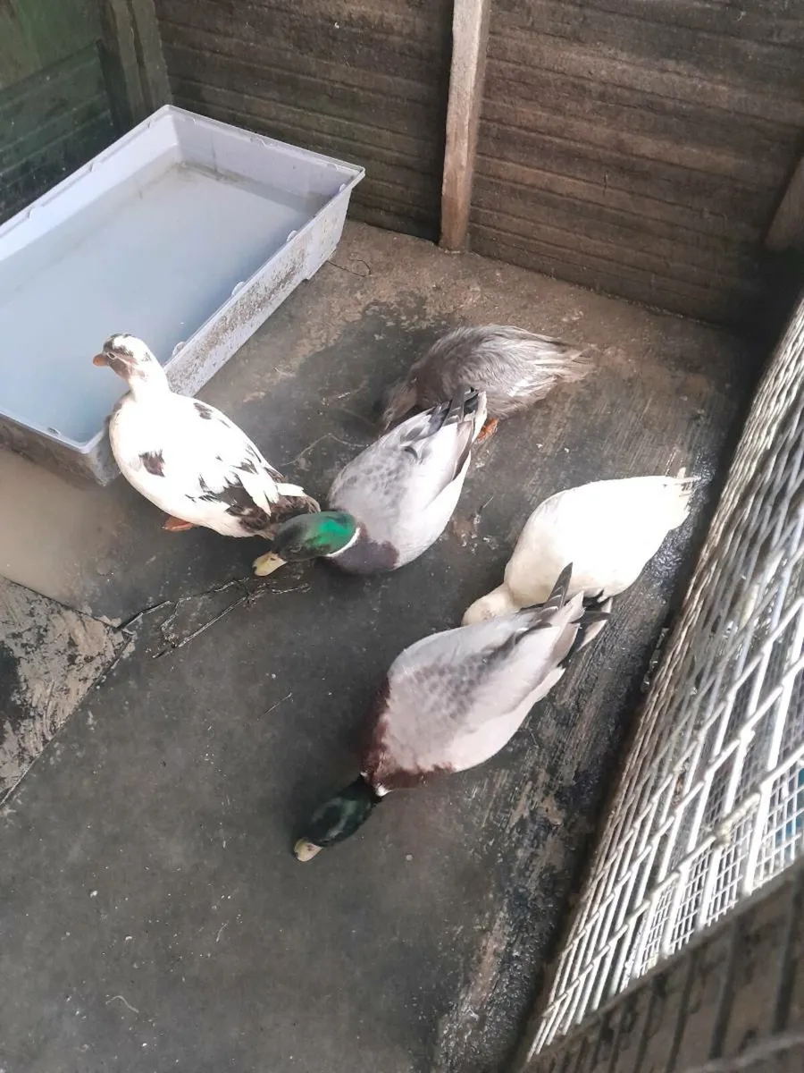 Show quality  callducks - Image 2