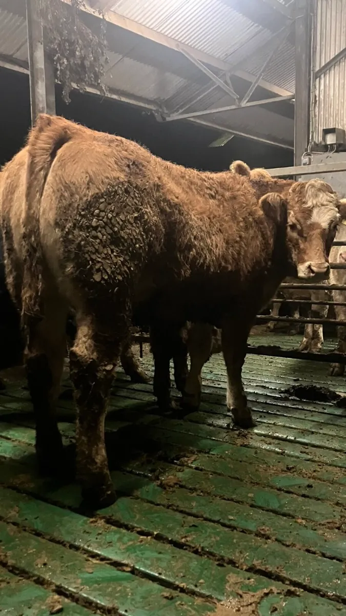 2  super breeding heifers - Image 2