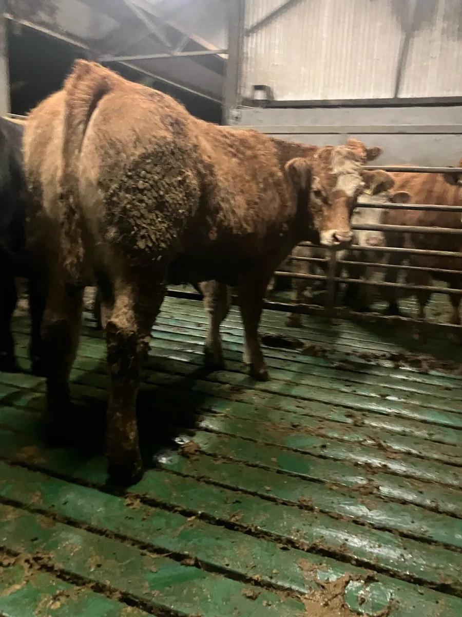 2  super breeding heifers - Image 3