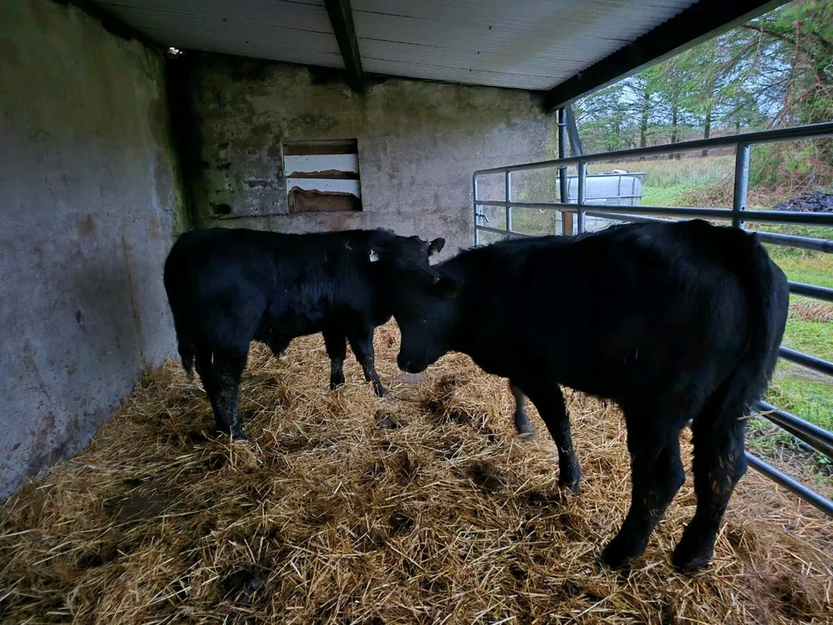 Weanling bulls - Image 1