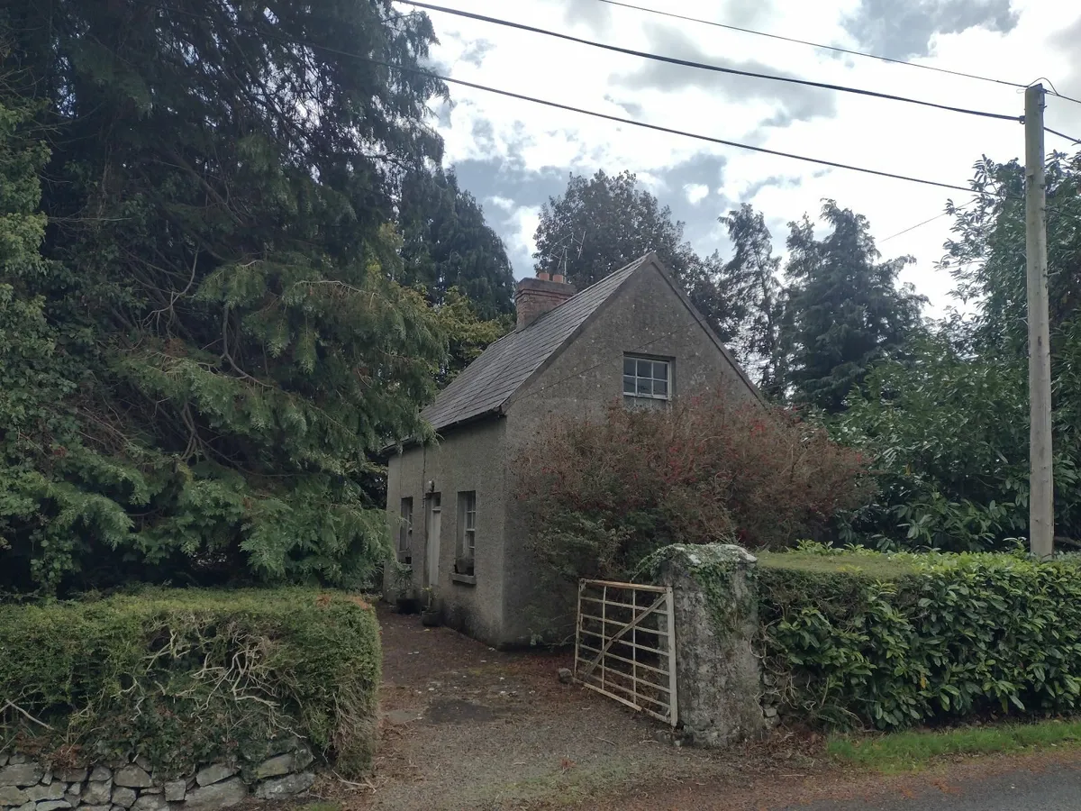 Trees for sale for firewood - Image 2