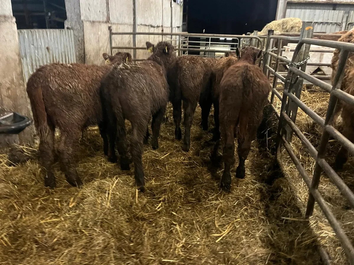 8 super continental bull weanlings - Image 1