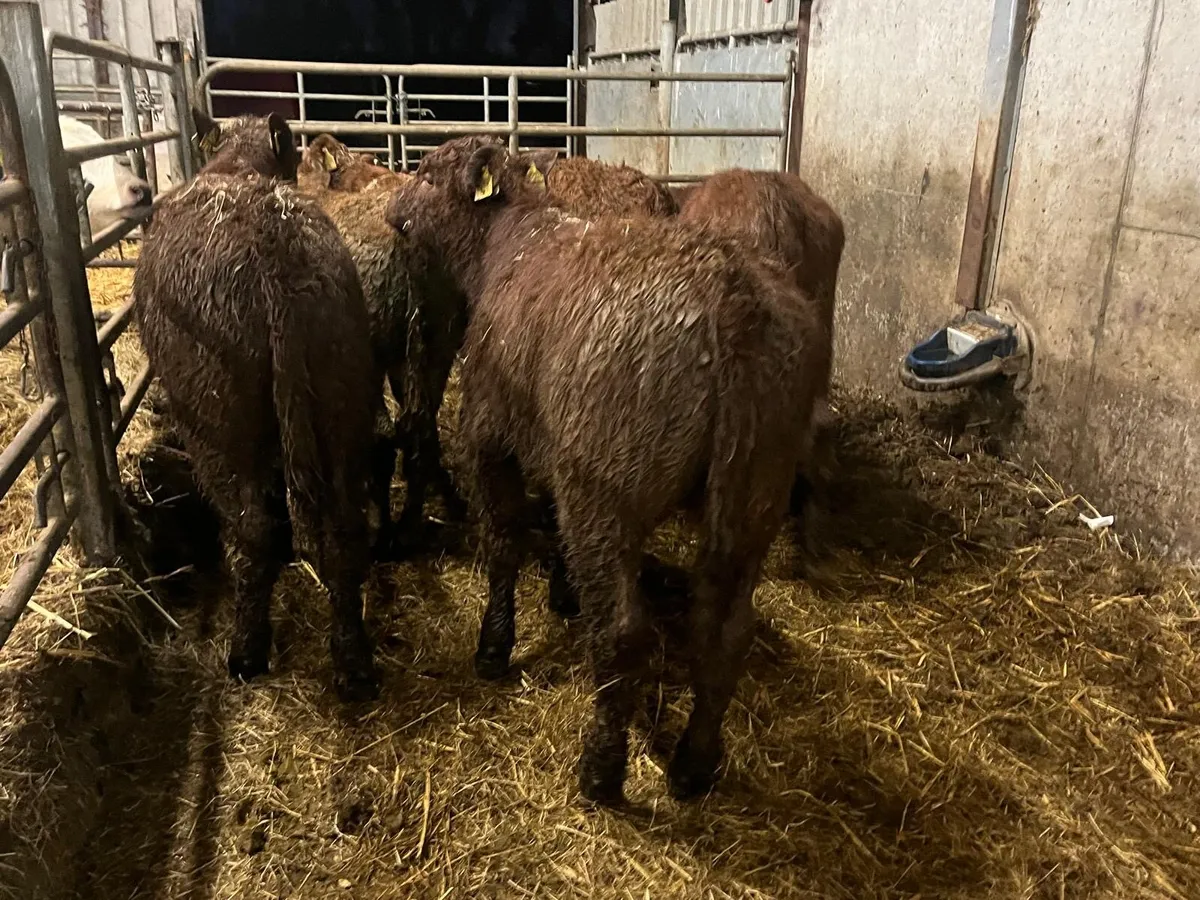 8 super continental bull weanlings - Image 2