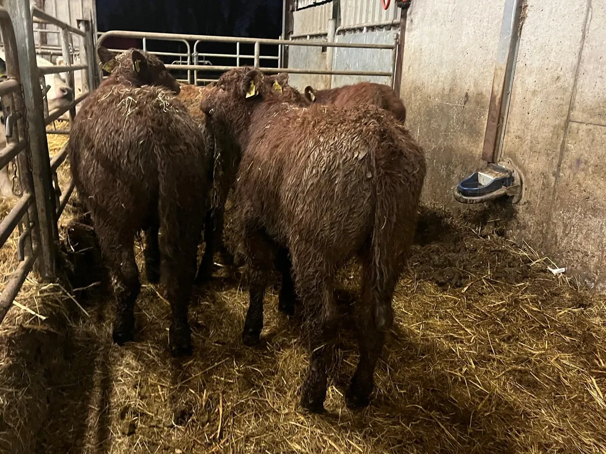 8 super continental bull weanlings - Image 3