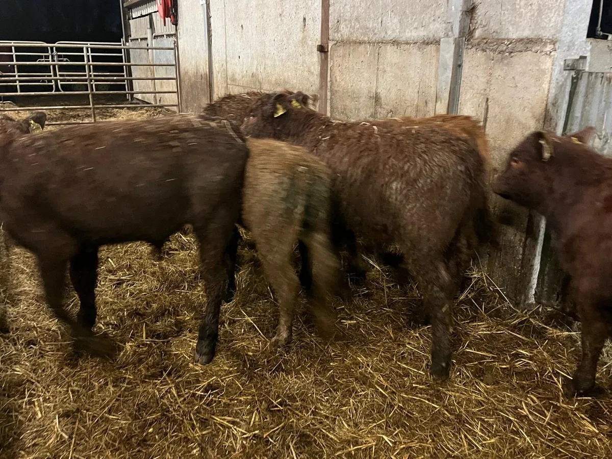 8 super continental bull weanlings - Image 4