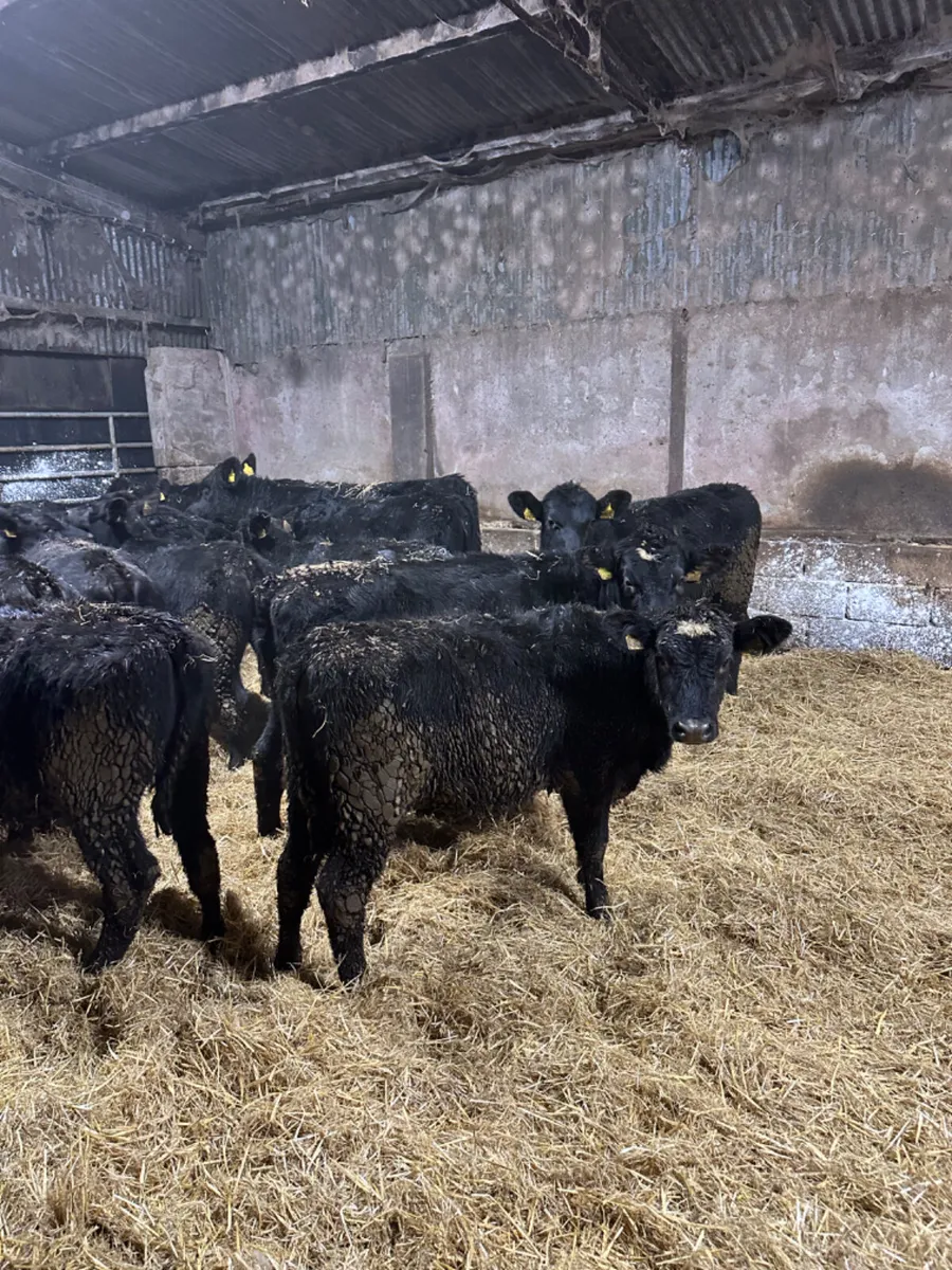 Angus heifers - Image 3