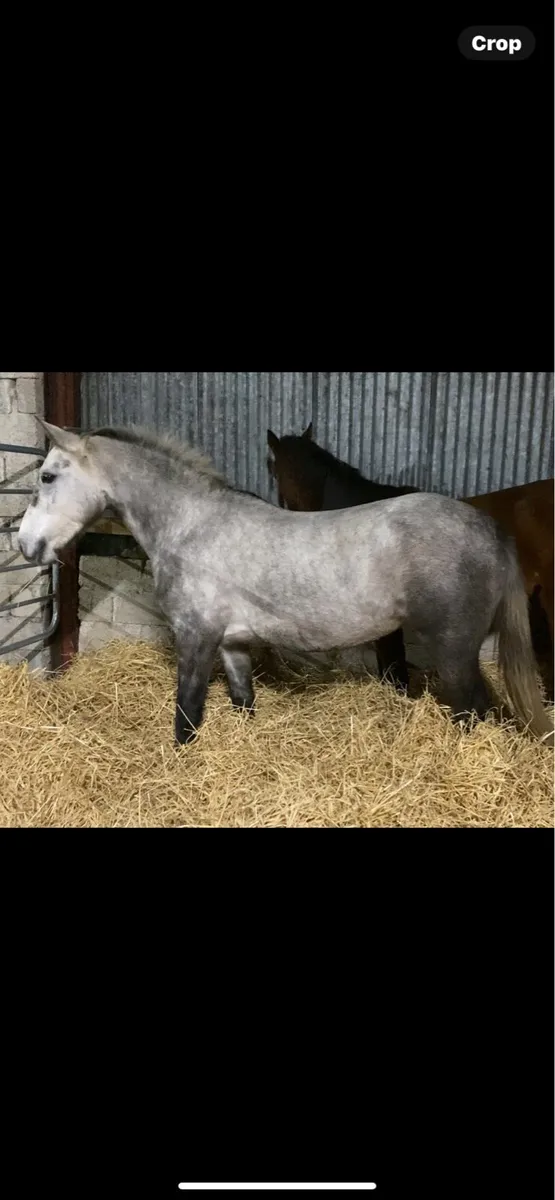 3 year old filly