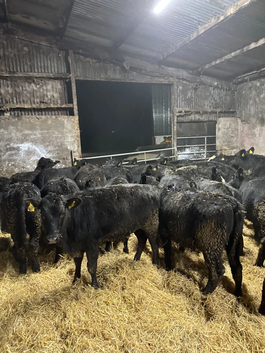 Angus heifers - Image 4