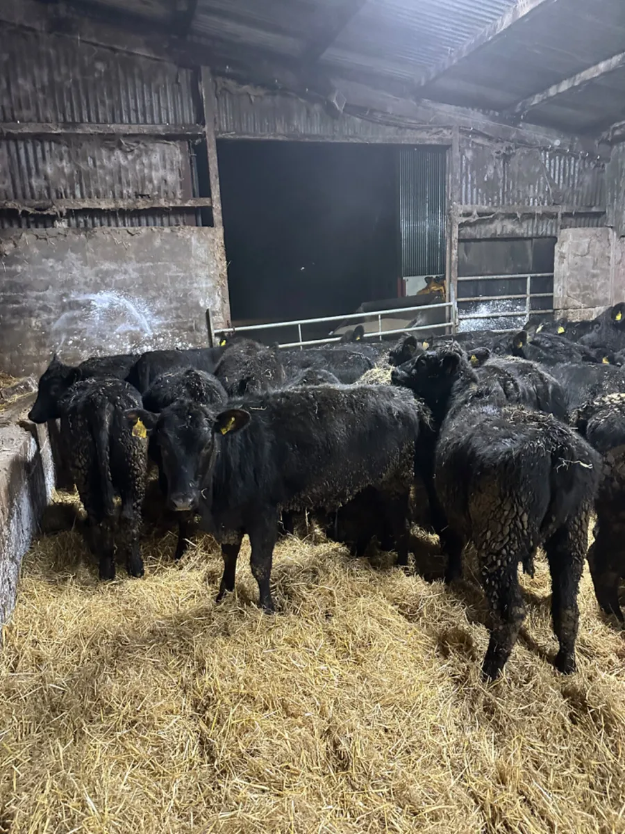 Angus heifers - Image 1