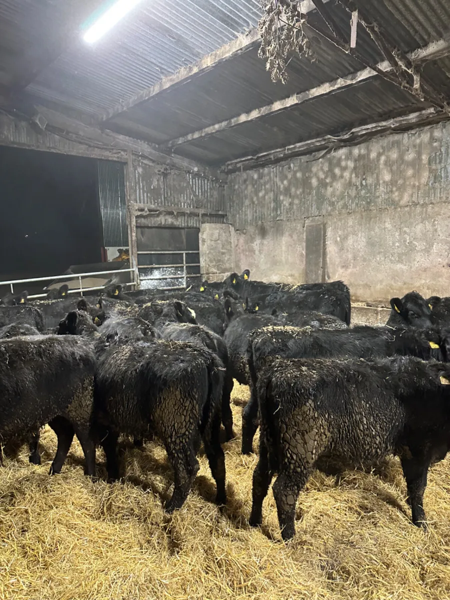 Angus heifers - Image 2