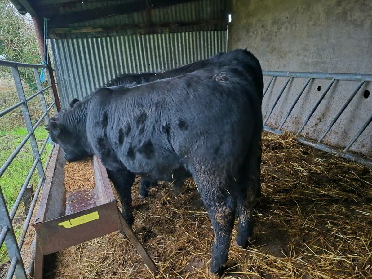 Weanling bulls - Image 2