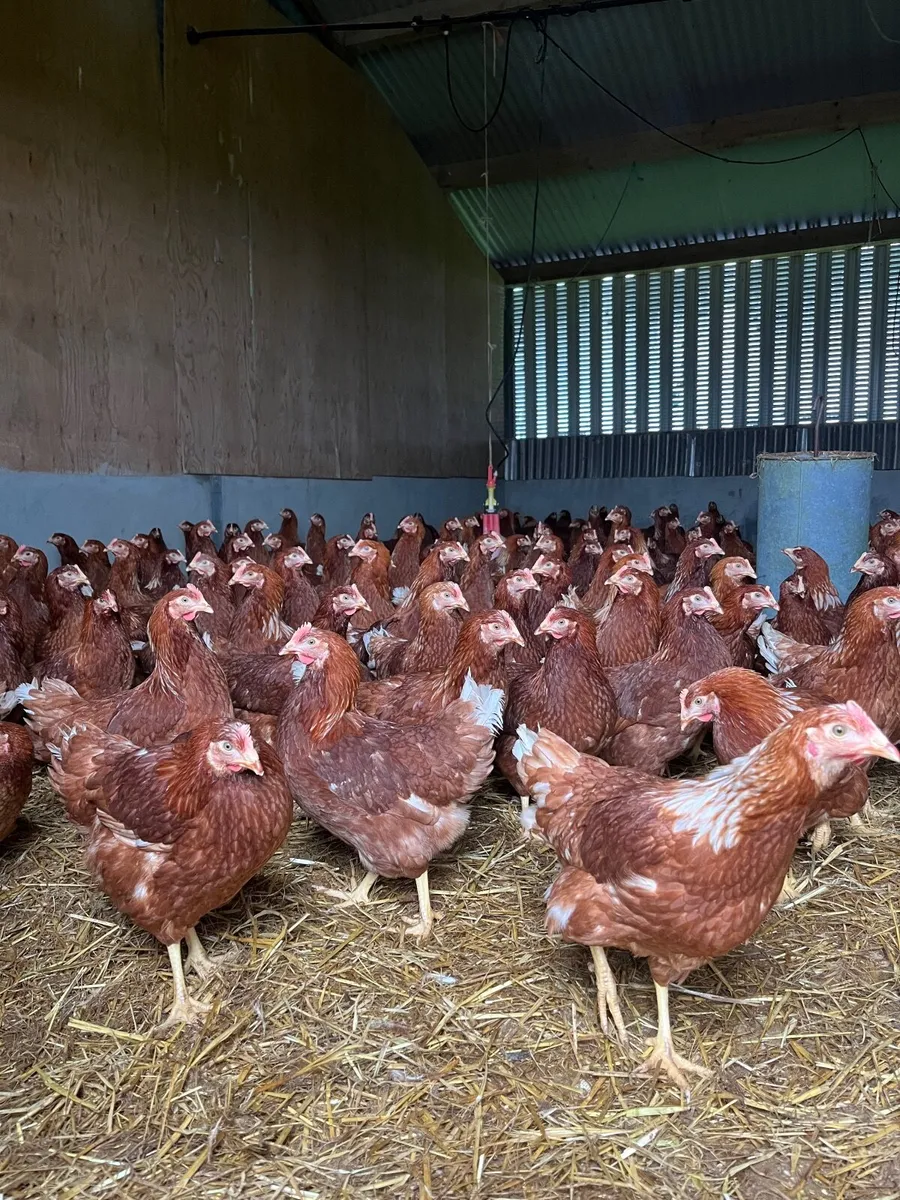 Rhode Island Red hens - starting to lay - Image 2
