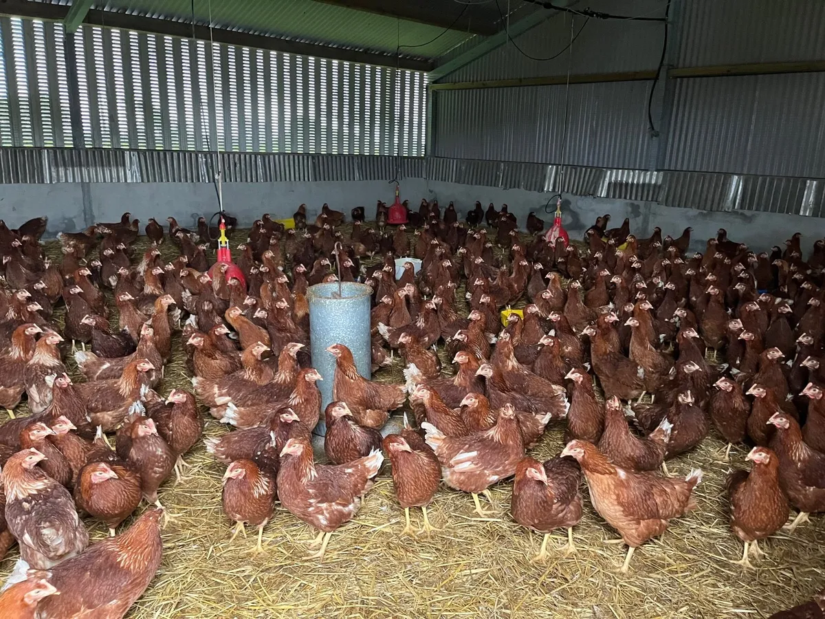 Rhode Island Red hens - starting to lay - Image 3