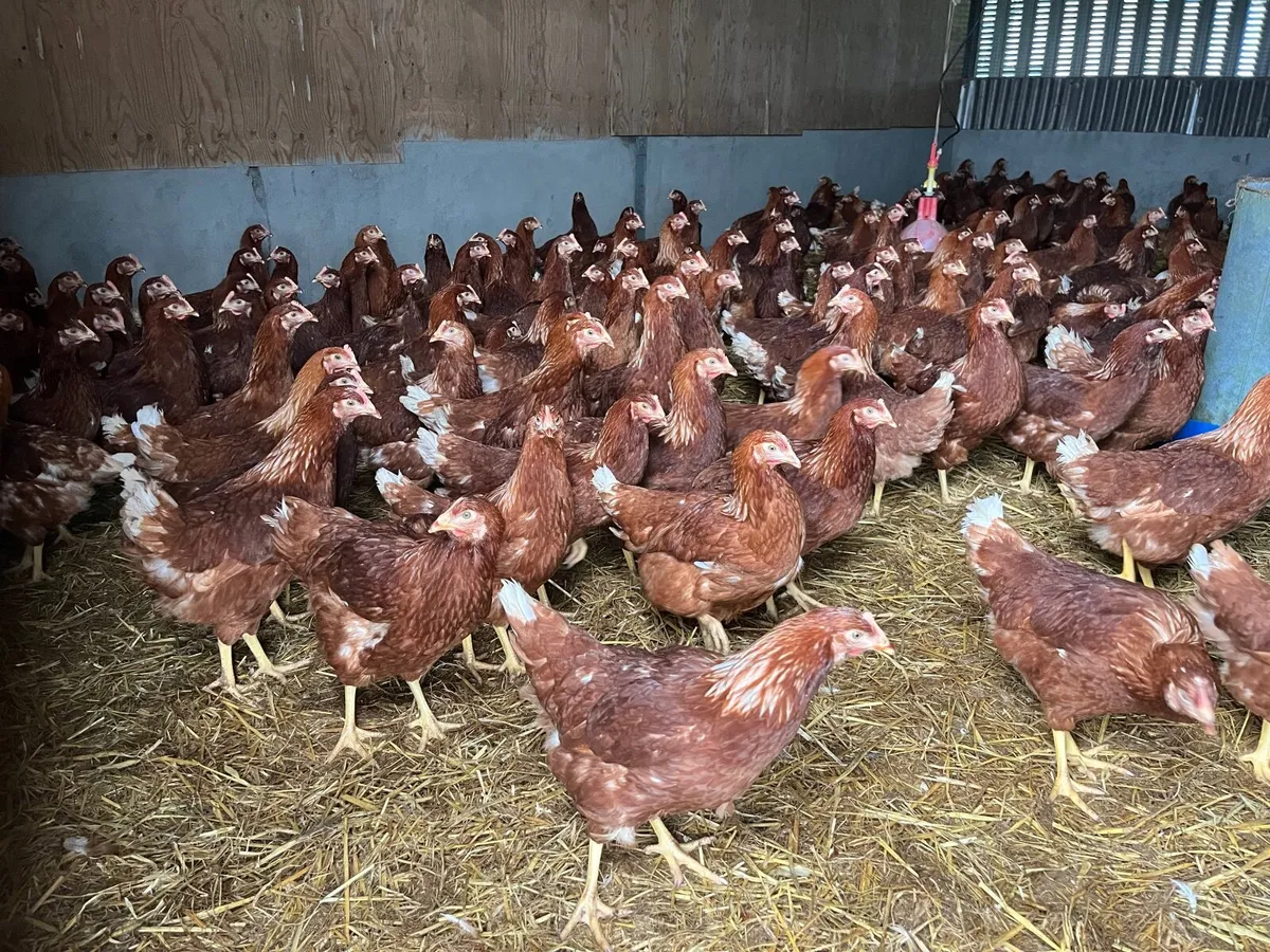 Rhode Island Red hens - starting to lay - Image 4