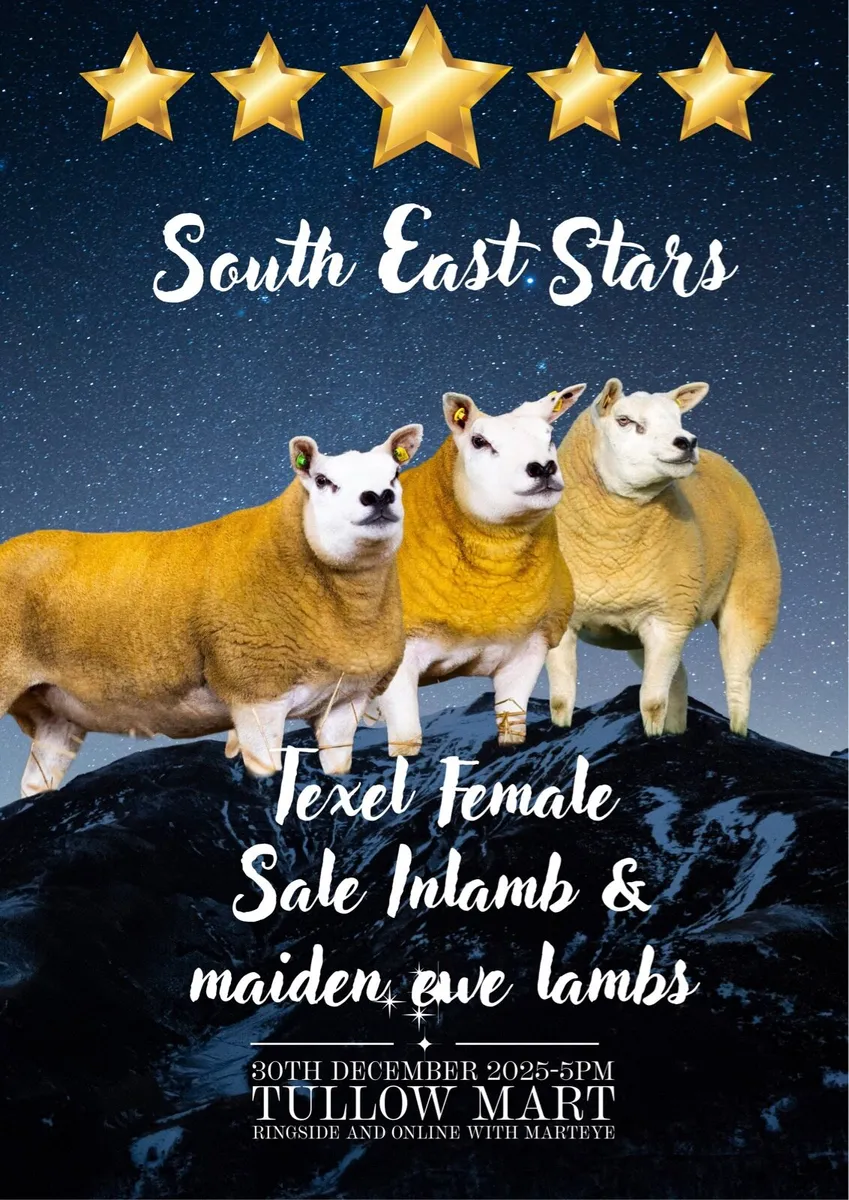 Texel Female Sale South East Stars