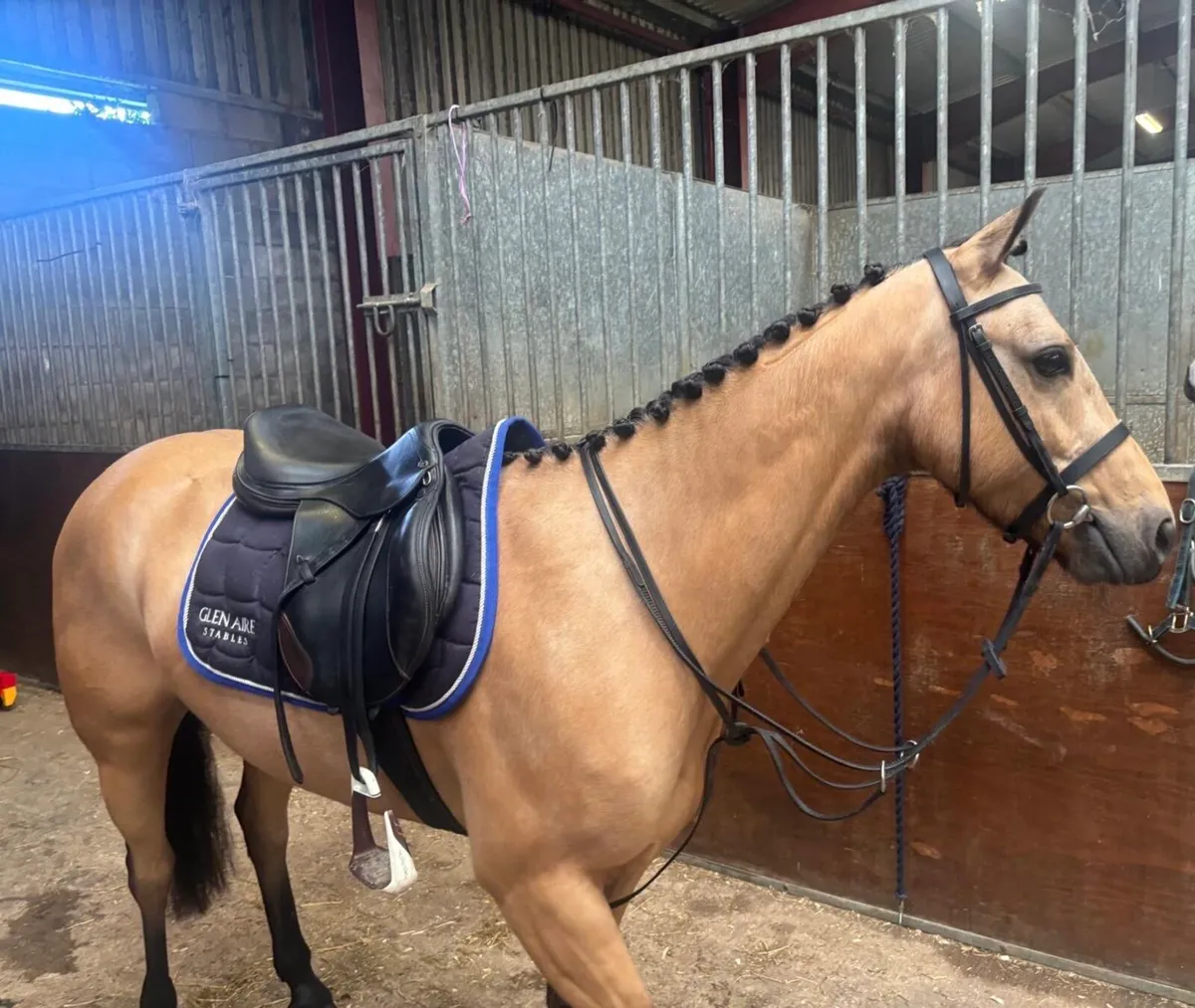 Coppenagh Simba Grade A 128 - Image 2