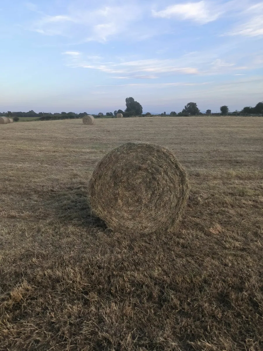 Hay for Sale - Image 2