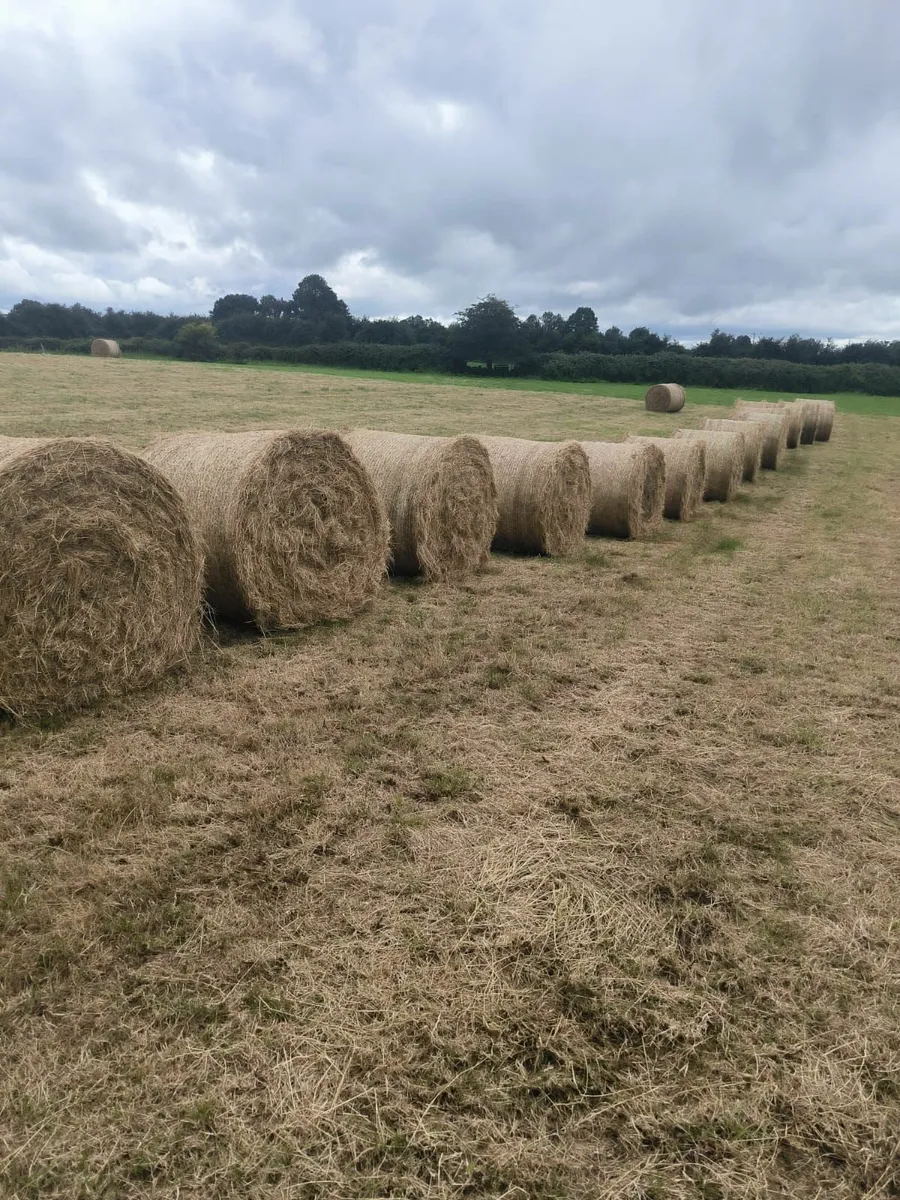 Hay for Sale - Image 1